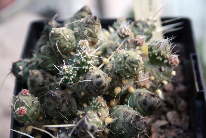 Файл:Maihueniopsis minuta WG299.jpg