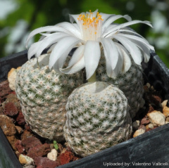 Mammillaria albiflora 1.jpg