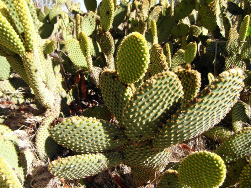 Файл:Opuntia microdasis 3.JPG