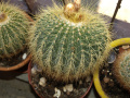Parodia schumanniana ssp. claviseps 3.jpg