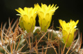 Rebutia neocumingii ssp. neocumingii 2.jpg