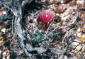 Sclerocactus spinosior ssp blainei FH102
