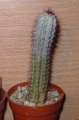 Cipocereus bradei 2.jpg