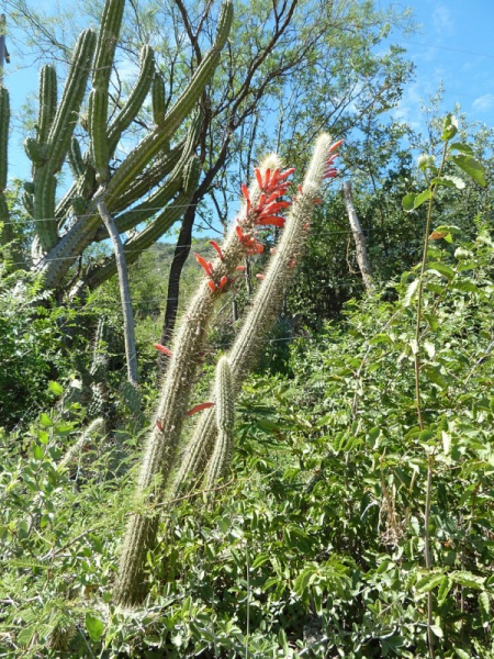 Файл:Cleistocactus baumannii 10.JPG