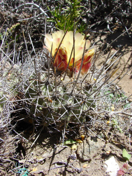 Файл:Copiapoa coquimbana 01.jpg