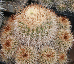 Copiapoa serpentisulcata.jpg