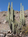 Corryocactus brevistylus