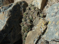 Cumulopuntia rossiana.JPG