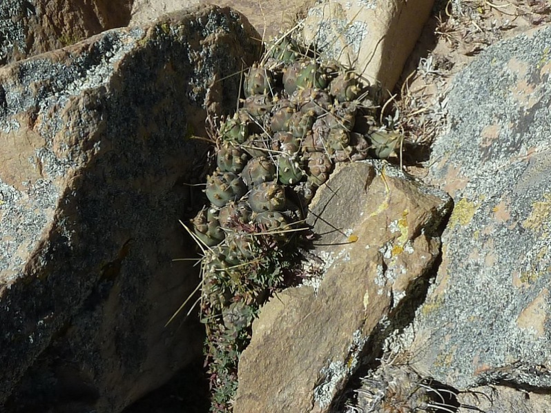 Файл:Cumulopuntia rossiana.JPG