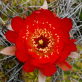 Echinopsis pentlandii 2.jpg