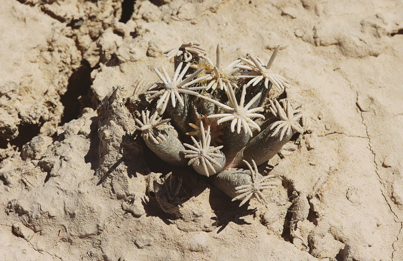 Файл:Escobaria abdita.JPG