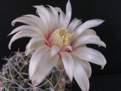 Gymnocalycium capillaense 01.JPG