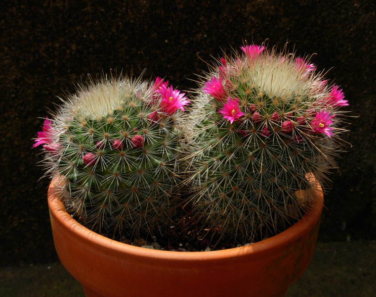 Файл:Mammillaria nunezii ssp. bella 1.jpg