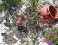 Opuntia polyacantha var.utahensis