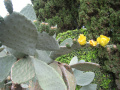 Opuntia ficus-indica 5.JPG
