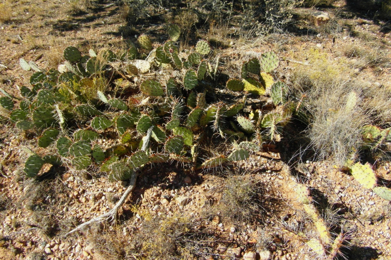 Файл:Opuntia phaeacantha 32.JPG