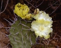Opuntia sulfurea 0.jpg