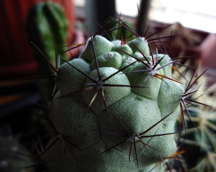 Файл:Ortegocactus macdougallii 1.jpg