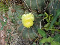Parodia magnifica 3h.JPG