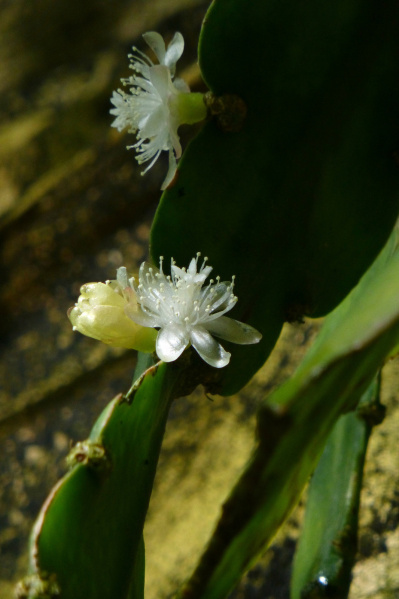 Файл:Rhipsalis pachyptera 2.jpg