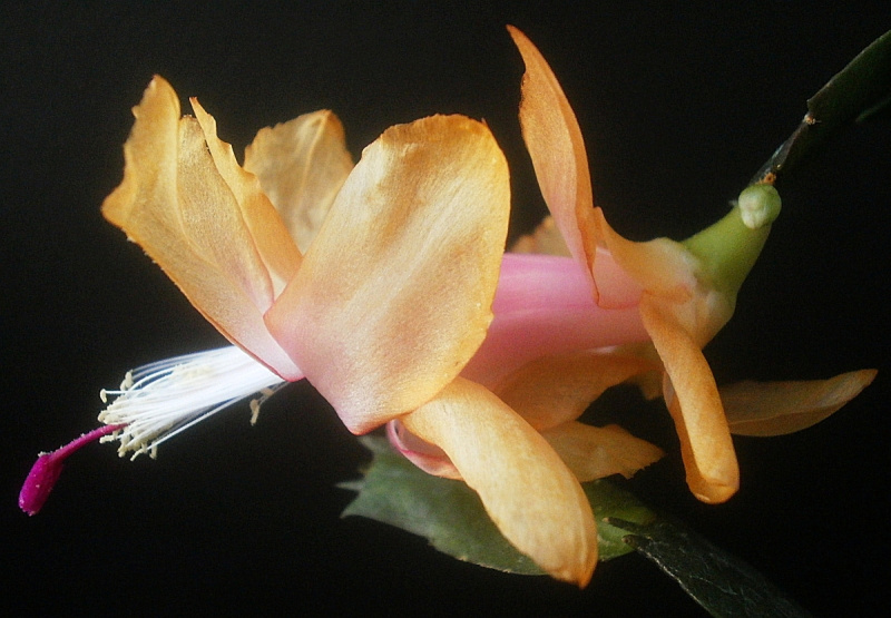 Файл:Schlumbergera 0120a.jpg