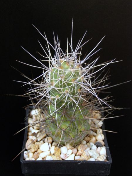 Файл:Tephrocactus halophilus 2 As.jpg