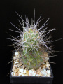 Tephrocactus alexanderi var. halophilus