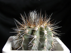 Copiapoa marginata AW 89.jpg