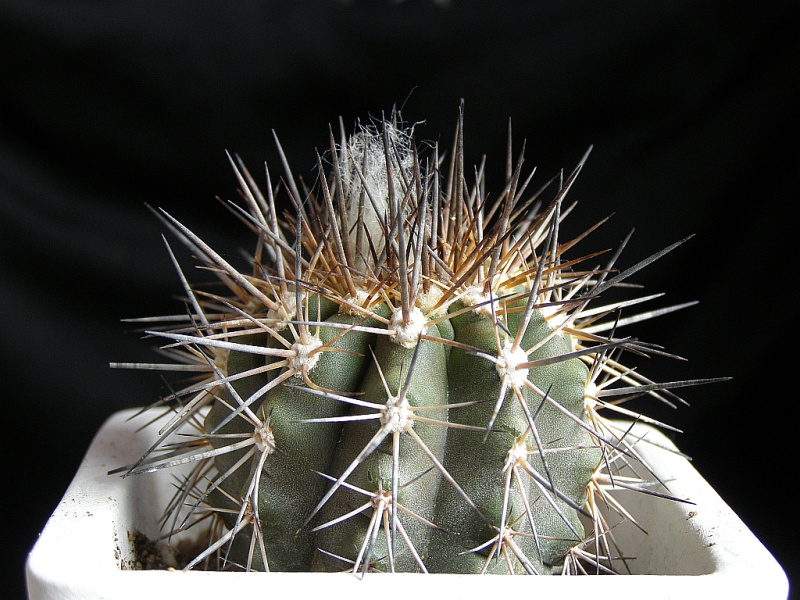 Файл:Copiapoa marginata AW 89.jpg