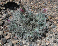 Coryphantha macromeris ssp. runyonii 1.JPG