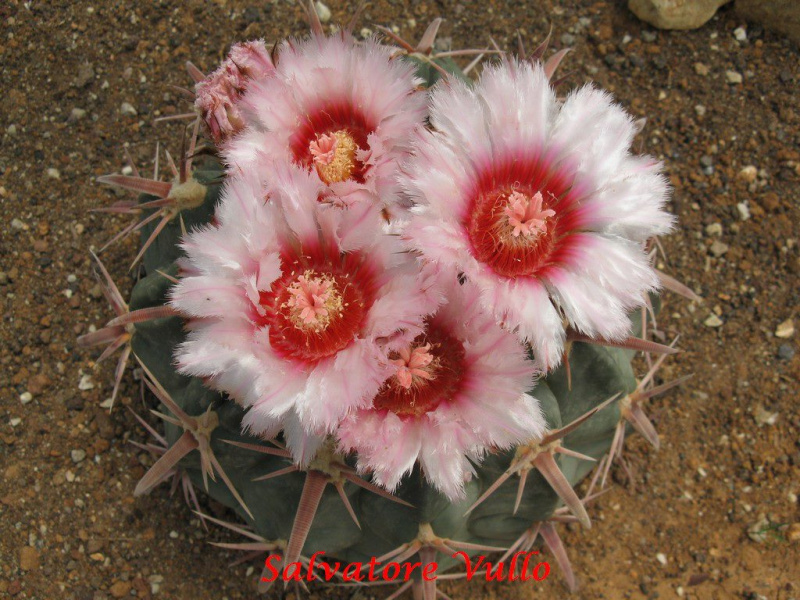 Файл:Echinocactus texensis 8.jpg