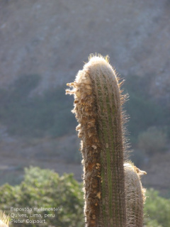Espostoa melanostele ssp. melanostele 1.jpg