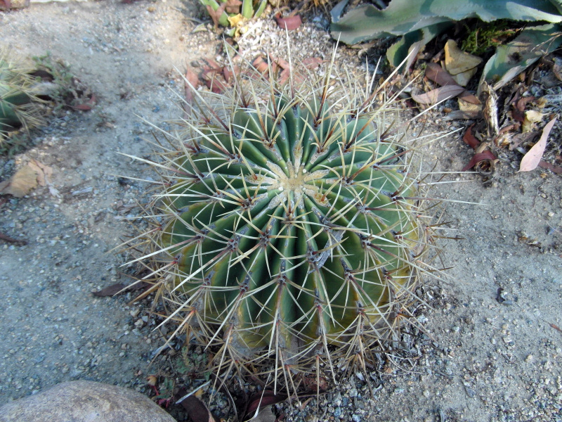 Файл:Ferocactus histrix 6.JPG