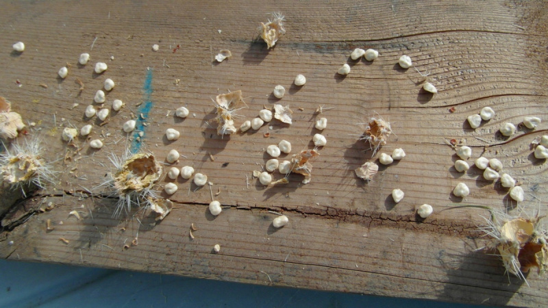 Файл:Opuntia polyacantha 14px.JPG