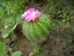 Parodia horstii 3.jpg