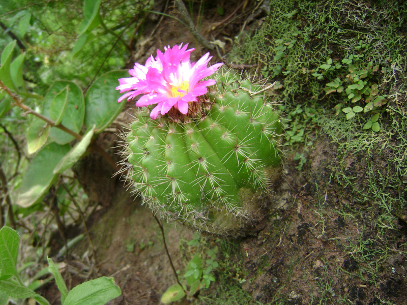 Файл:Parodia horstii 3.jpg