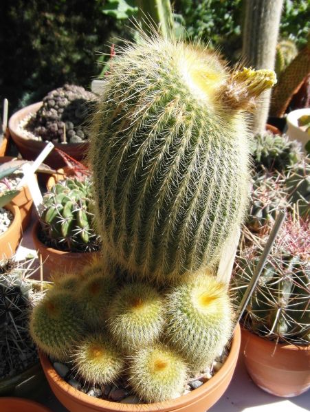 Файл:Parodia leninghausii 3.JPG