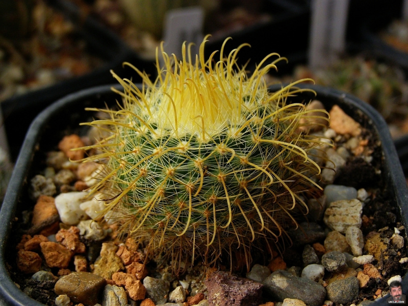 Файл:Parodia microsperma ssp. microsperma.jpg