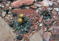 Sclerocactus wrightiae FH69.7