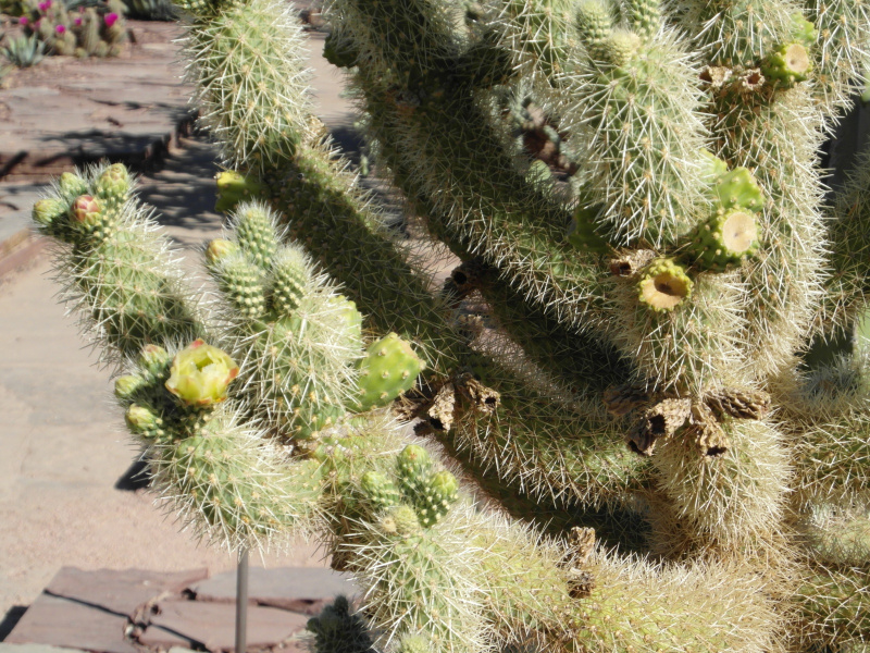 Файл:Cylindropuntia bigelovii 6.JPG