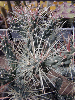 Cylindropuntia hystrix.jpg