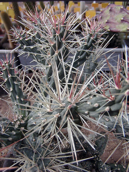 Файл:Cylindropuntia hystrix.jpg