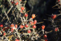 Cylindropuntia leptocaulis