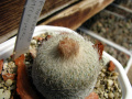 Epithelantha micromeris