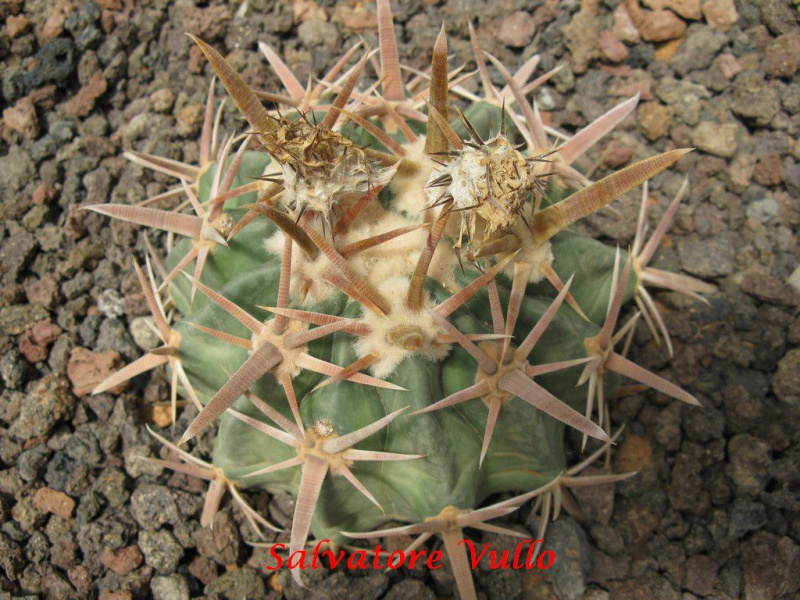 Файл:Echinocactus texensis 2.jpg