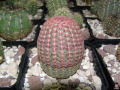 Echinocereus rigidissimus ssp. rubispinus 1212 .jpg