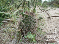 Gymnocalycium schickendantzii ssp. schickendantzii hab.JPG