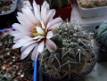 Gymnocalycium stellatum 4.jpg