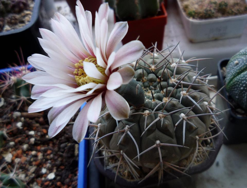 Файл:Gymnocalycium stellatum 4.jpg