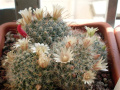 Mammillaria crinita 398.jpg